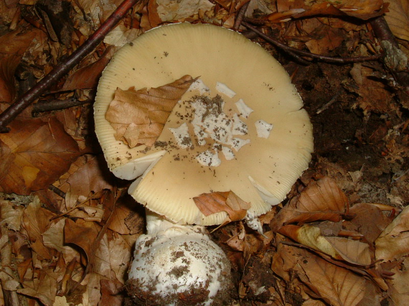 Amanita da deter...
